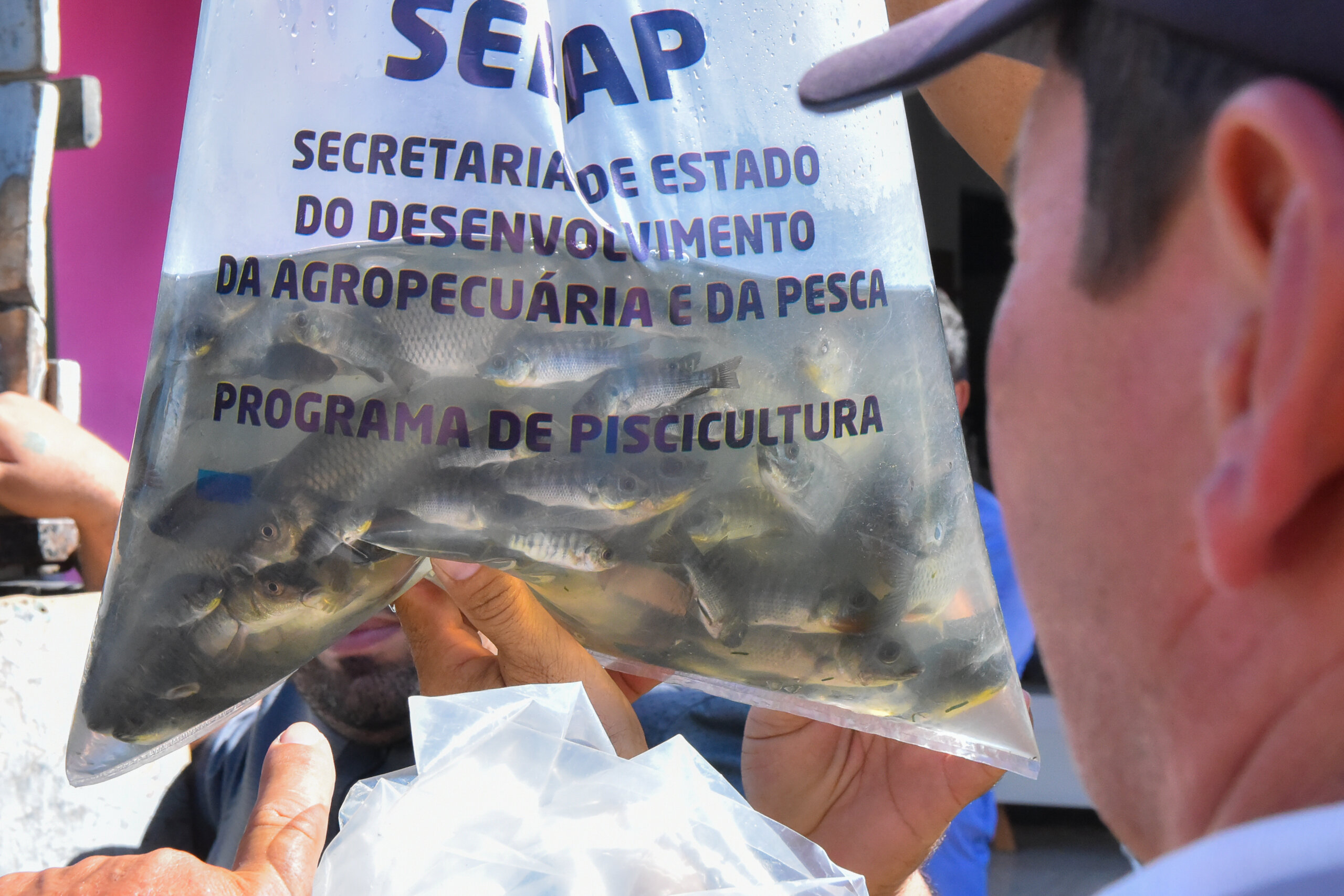 Piscicultura fortalecida: Mogeiro recebe e distribui 20 mil alevinos